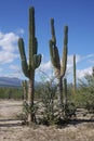 Cacti in Mexico, Baja Califorina Sur Royalty Free Stock Photo