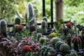 Cactus is the singular word for the plant, cacti or cactuses are the plural forms