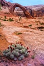 Cacti near the Corona Arch Royalty Free Stock Photo