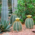 Cacti and other sukkulenty.Fokus on a cactus with a flower