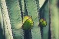 Cacti plants detail - cactus plant closeup