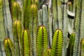 Cacti plants detail - cactus plant closeup