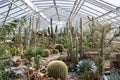 Cacti plants exhibition