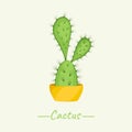 Cacti in a pot