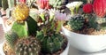 Cacti Pots at 2k21 Flower Show University of Karachi Royalty Free Stock Photo