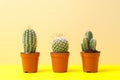 Cacti in pots on yellow table