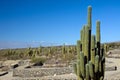 Cacti in the Quilmes ruins Royalty Free Stock Photo