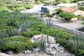 Cacti and rocks in front of homes, Aruba