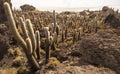 Cacti in Salar de Uyuni