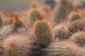 Cacti showing its red spines