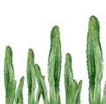 Cacti. South western plants. Botanical detail for greeting, invitation, card, postcard. Watercolour illustration