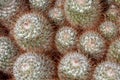 Cacti spiky thorny green balls
