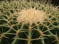 Cacti spines Royalty Free Stock Photo