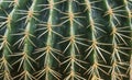 Cacti Spines Royalty Free Stock Photo
