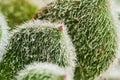 Cacti spines macro shot. Cactus needles Royalty Free Stock Photo