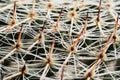 Cacti spines macro shot. Cactus needles Royalty Free Stock Photo