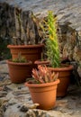 Cacti on stone steps Royalty Free Stock Photo
