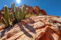 a cacti-studded desert cliff under a scorching sun