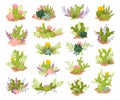 Cacti and Succulent Green Plant Growing in Desert Big Vector Set Royalty Free Stock Photo