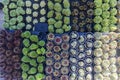 Cacti and succulent plants overhead view background Royalty Free Stock Photo