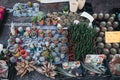 Cacti and succulent potted plants on sale at the Columbia Road Flower Market, London, UK