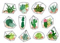Cacti Succulents Geometric Florariums Set