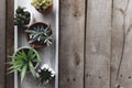 Cacti and succulents on gray concrete stand on wooden background. Gardening Royalty Free Stock Photo