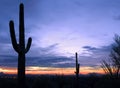 Cacti at sunset in Saguaro National Park, Tucson, California Royalty Free Stock Photo