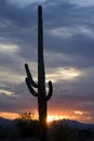 Cacti at sunset in Saguaro National Park, Tucson, California Royalty Free Stock Photo