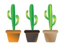 Cacti Royalty Free Stock Photo