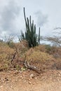 Cacti Towering in Dry Arid Landscape Royalty Free Stock Photo