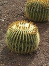 Cacti Royalty Free Stock Photo