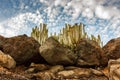 Cacti under a blue sky with clouds, Lanzarote, Canary Islands, Spain.