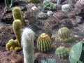 Cacti of various types and forms of plants grow on dry land. Drought and dehydration Royalty Free Stock Photo