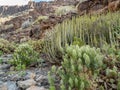 Cacti vegetation and white Tajinaste along the ravine Barranco Las Palmas, Gran Canaria, Spain