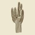 Cacti in vintage engraving style. Hand drawn succulent sketch of the desert isolated. Natural houseplant doodle sketch. Vector