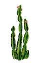 Cacti watercolor. Cactus illustration art