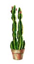 Cacti watercolor. Cactus illustration art