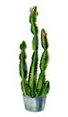 Cacti watercolor. Cactus illustration art