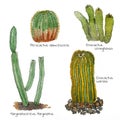 Cacti watercolor sketch set