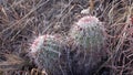 Cacti of West and Southwest USA. Brady`s pincushion cactus Pediocactus bradyi. New Mexico