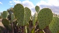 Cacti of West and Southwest USA. Chenille prickly pear, cowboy`s red whiskers Opuntia aciculata.