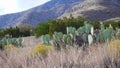 Cacti of West and Southwest USA. Chenille prickly pear, cowboy`s red whiskers Opuntia aciculata. New Mexico