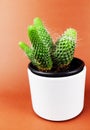 Cacti in a white pot on a light brown background