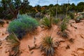 Cacti, Yuccas and various desert plants against the background of an erosional landscape in spring. Colorado