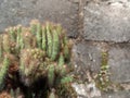 Cactoideae cactus Royalty Free Stock Photo