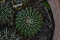 Cactu growing in my backyard