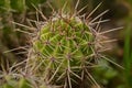 Cactu growing in my backyard