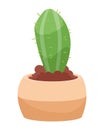 cactu in pot Royalty Free Stock Photo