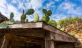 Cactu on the Roof